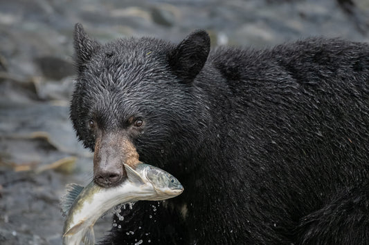 Black bear catching salmon in its mouth, Alaska