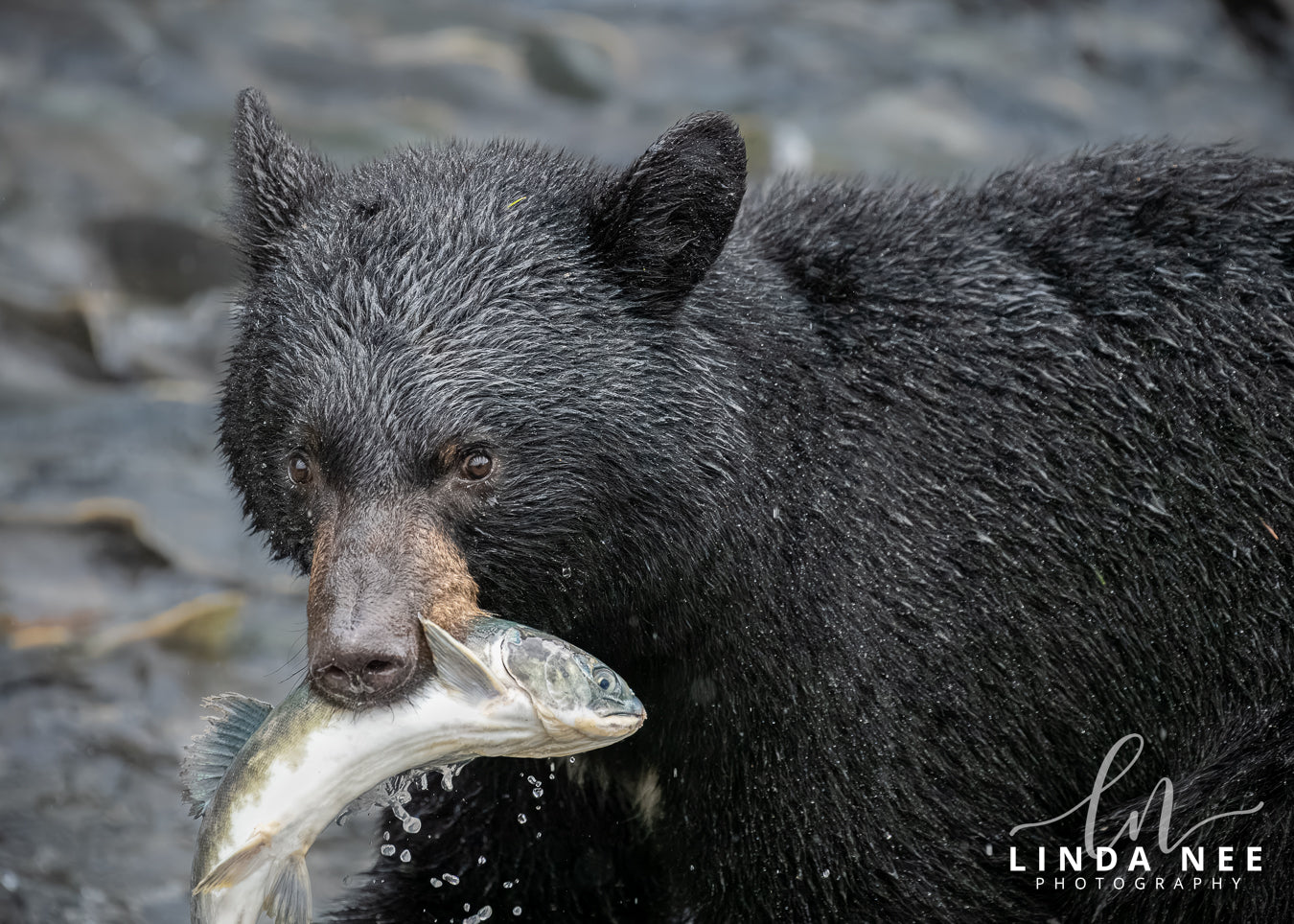 Caviar, it's what's for Dinner