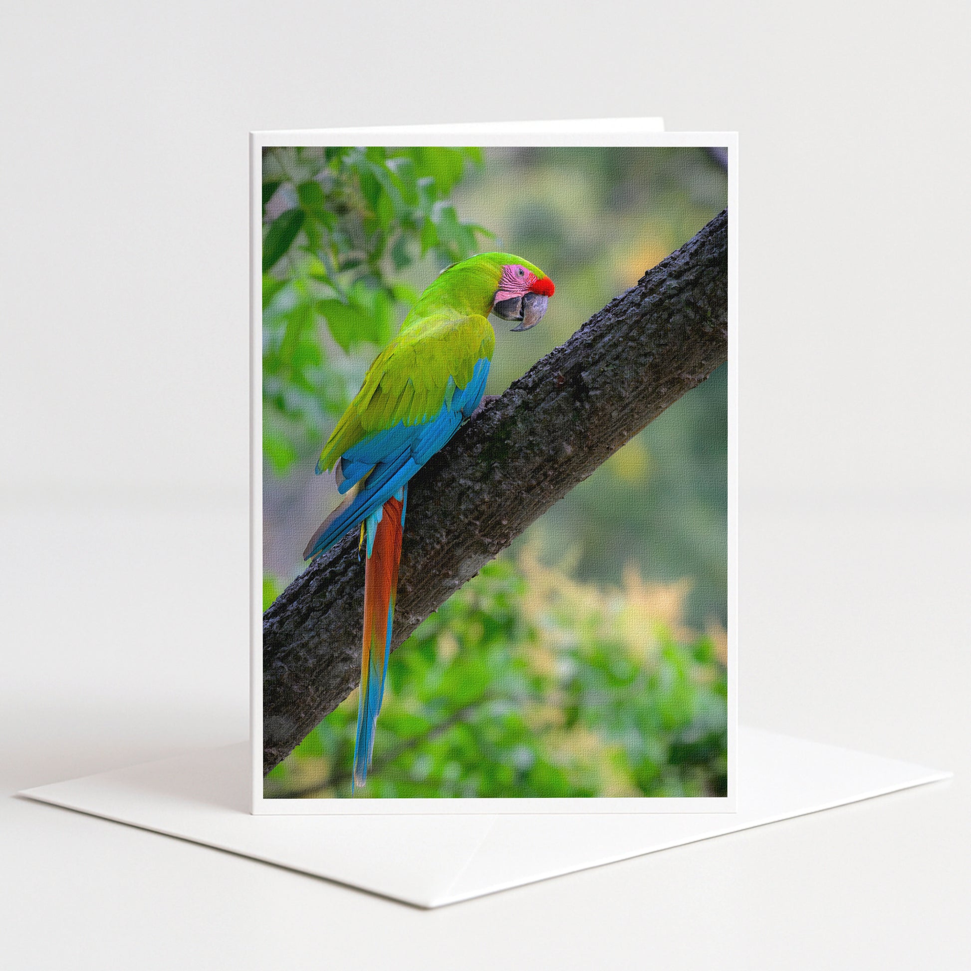 A colorful parrot perches on a tree branch, its vibrant green, blue, and red feathers contrasting with the natural surroundings.