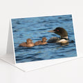 A mother loon with her two ducklings swimming together in a body of water.