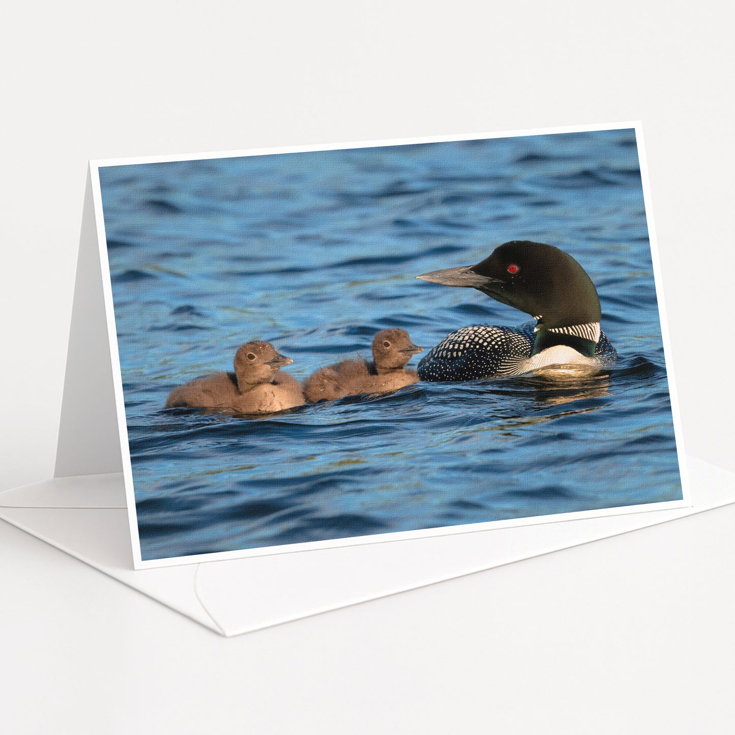 A mother loon with her two ducklings swimming together in a body of water.