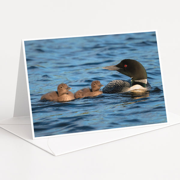 A mother loon with her two ducklings swimming together in a body of water.