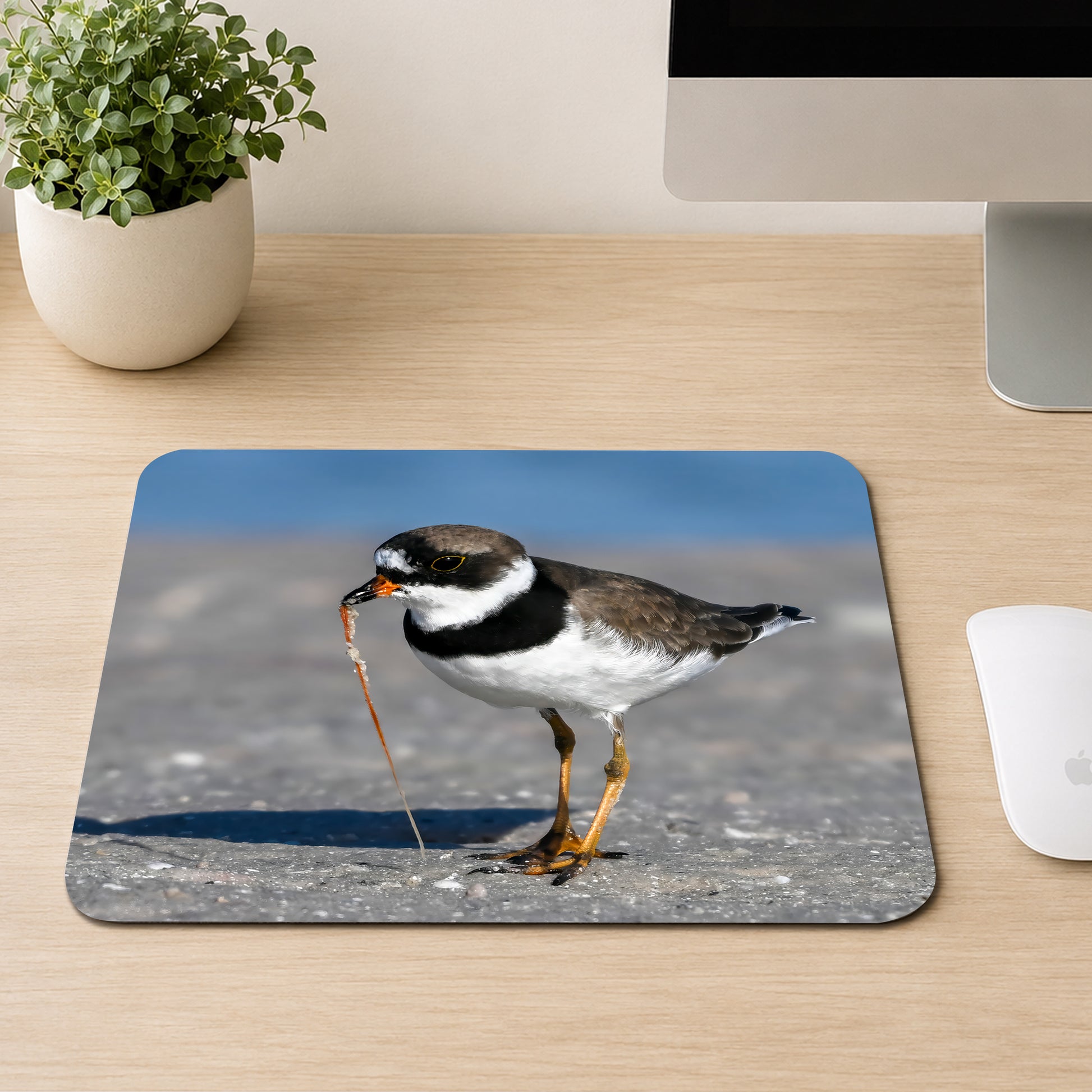 Semipalmated Plover shorebird with a black neck band pulling a worm from wet sand, printed on a mouse pad