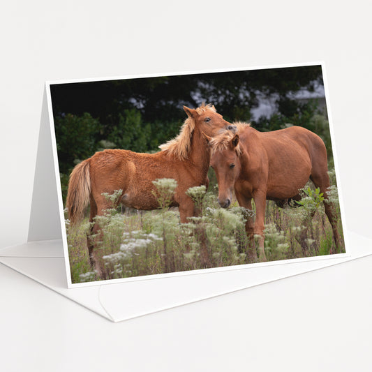 Two brown horses standing in a field with tall grass and wildflowers.