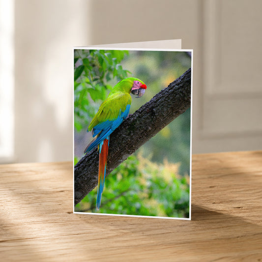 A colorful parrot perches on a tree branch, its vibrant green, blue, and red feathers contrasting with the natural surroundings.