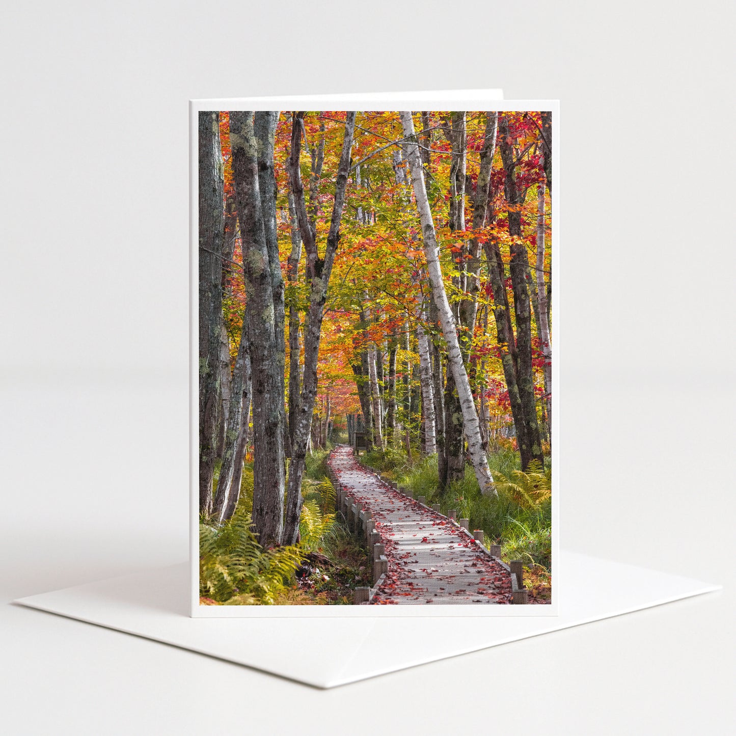 A path winds through a forest of trees with vibrant autumn foliage, creating a picturesque scene.