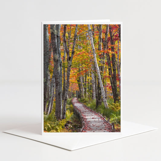 A path winds through a forest of trees with vibrant autumn foliage, creating a picturesque scene.