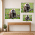 The image is a collage of three photographs depicting a monkey and its baby in a natural setting.