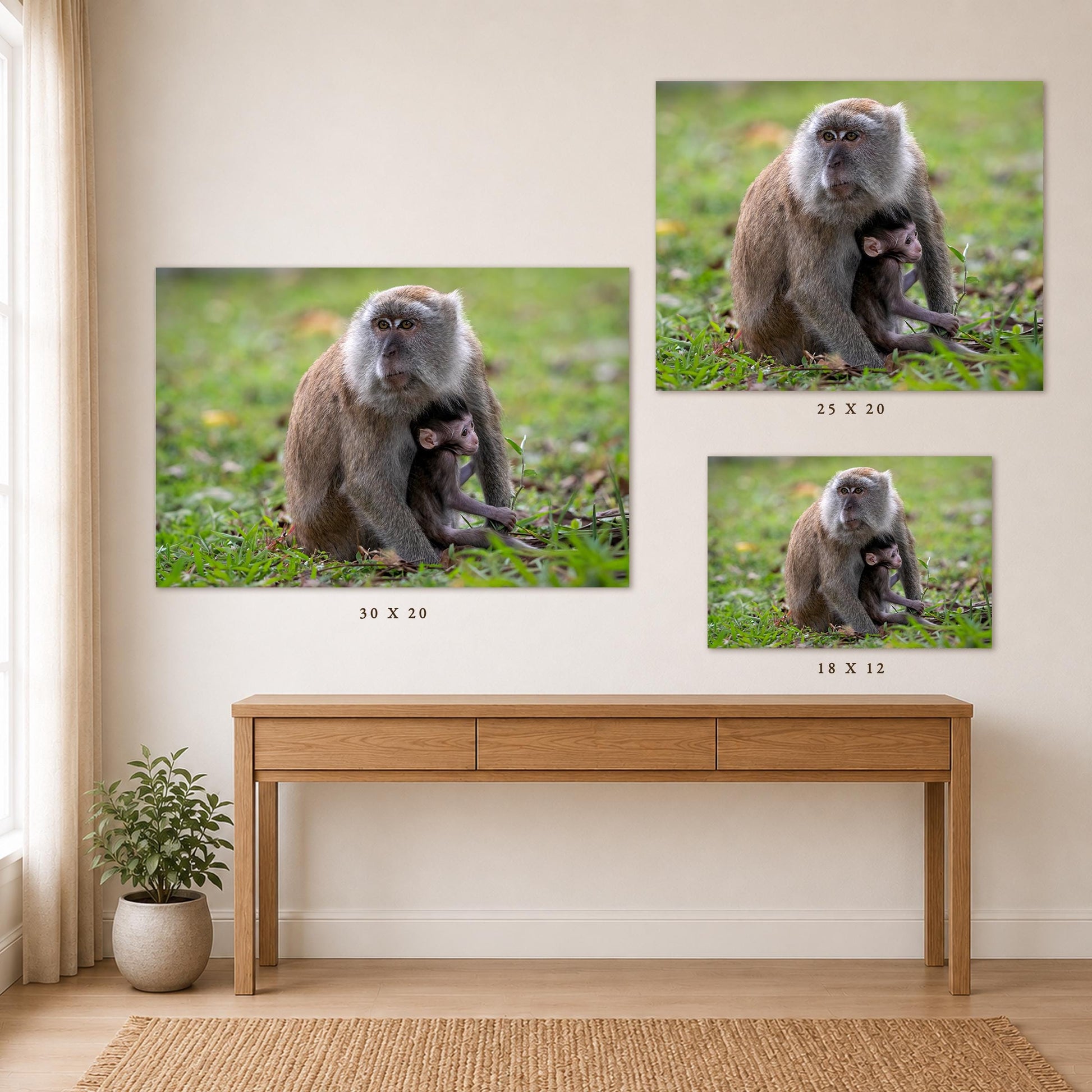 The image is a collage of three photographs depicting a monkey and its baby in a natural setting.