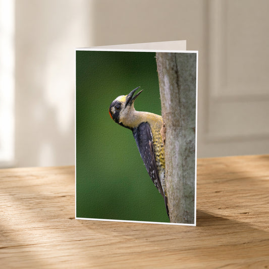 A close-up photograph of a woodpecker perched on a tree trunk, with its distinctive black and yellow plumage and beak clearly visible.