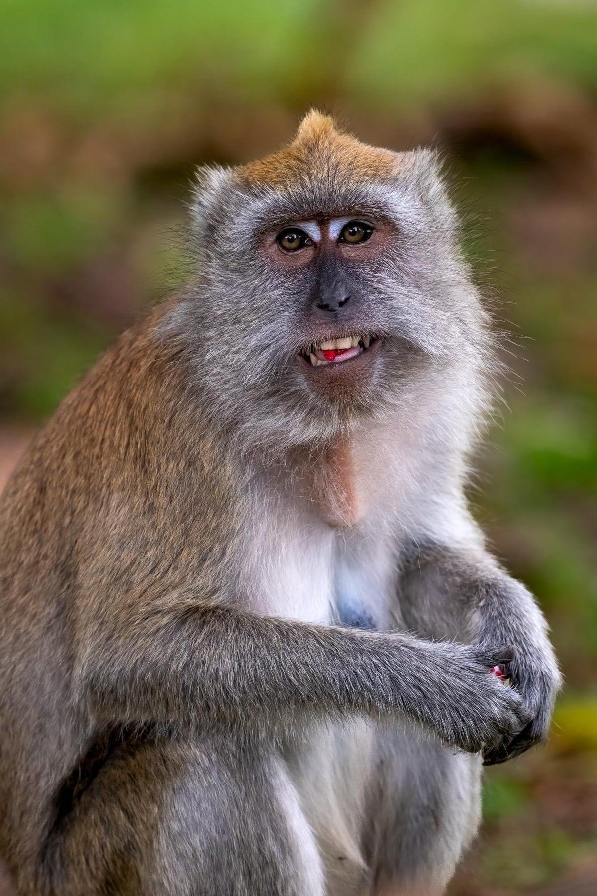 Original photography by Linda Nee showing a Long-Tailed Macaque portrait with expressive eyes, detailed gray and brown fur, and a soft green forest background in Bukit Timah Nature Reserve, Singapore.