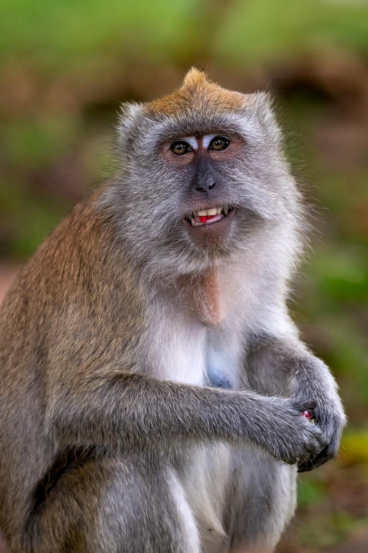Original photography by Linda Nee showing a Long-Tailed Macaque portrait with expressive eyes, detailed gray and brown fur, and a soft green forest background in Bukit Timah Nature Reserve, Singapore.
