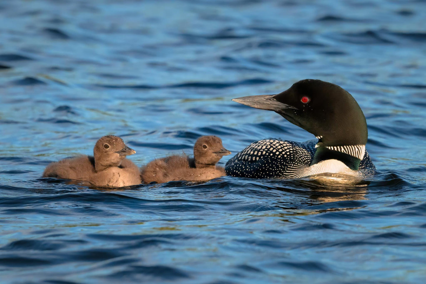 Fine art wildlife print featuring a Common Loon adult swimming with two fluffy chicks in blue New Hampshire lake water, photographed while kayaking by Linda Nee.