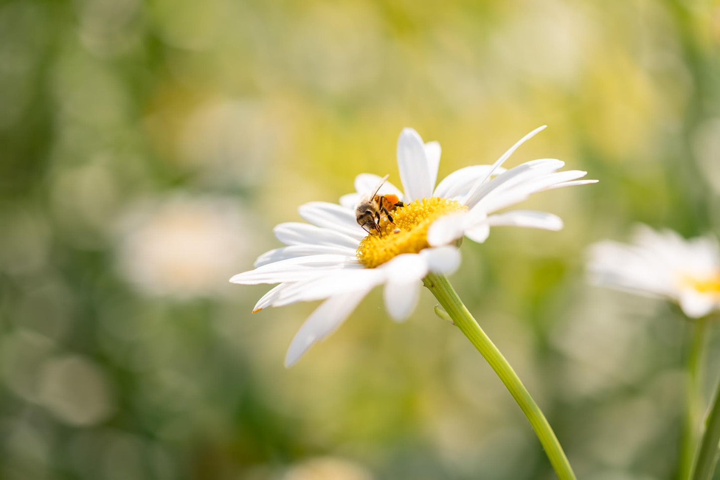 Fine art nature print featuring a bee gathering pollen on a white daisy in Maine, with a golden flower center, soft green background, and original botanical photography by Linda Nee.