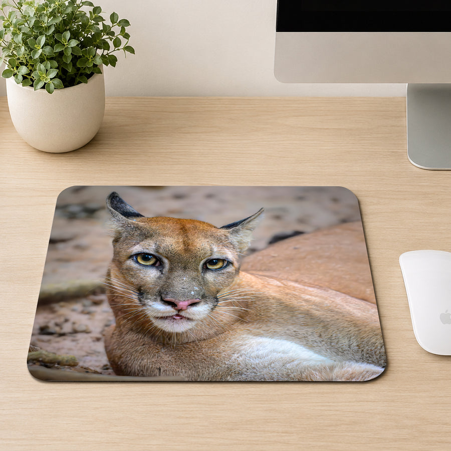 Puma resting on rocky ground with intense yellow eyes and long whiskers, printed on a mouse pad