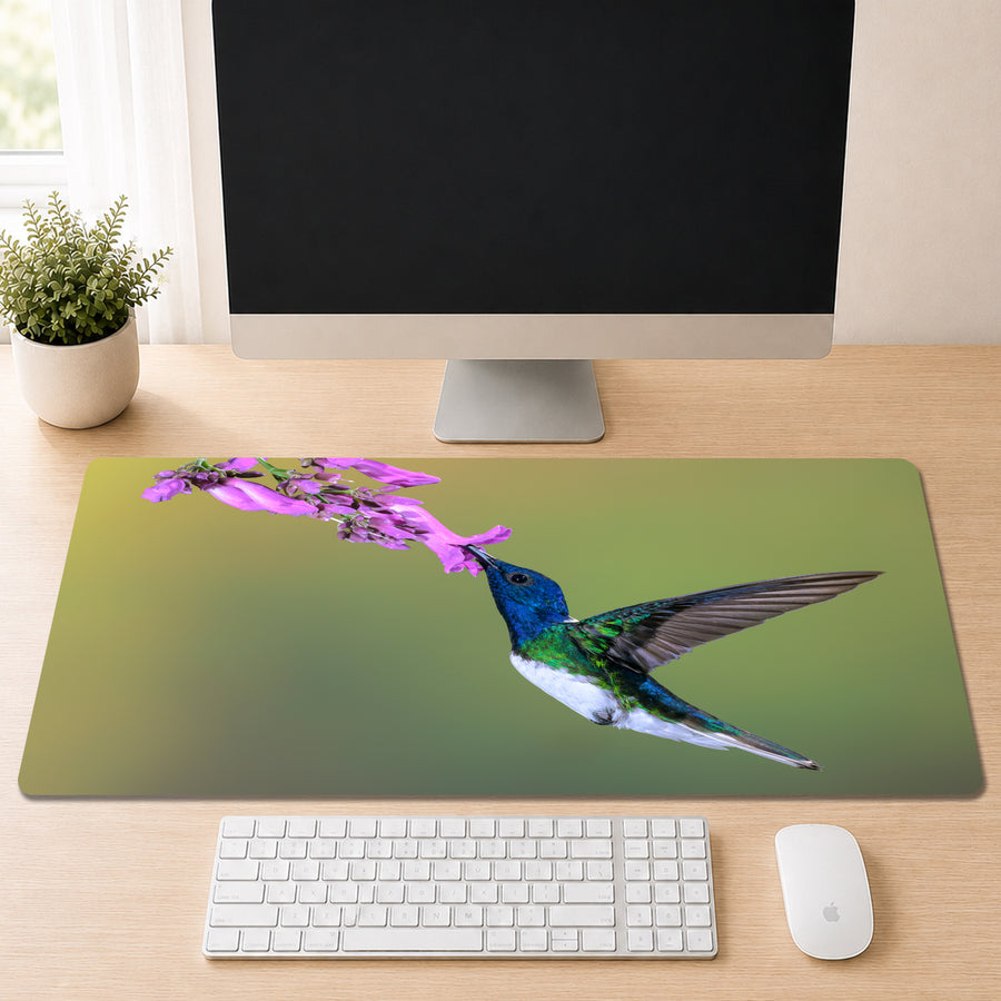 White-necked Jacobin hummingbird in flight feeding from purple flowers, shown as a desk mat design on a wood desk