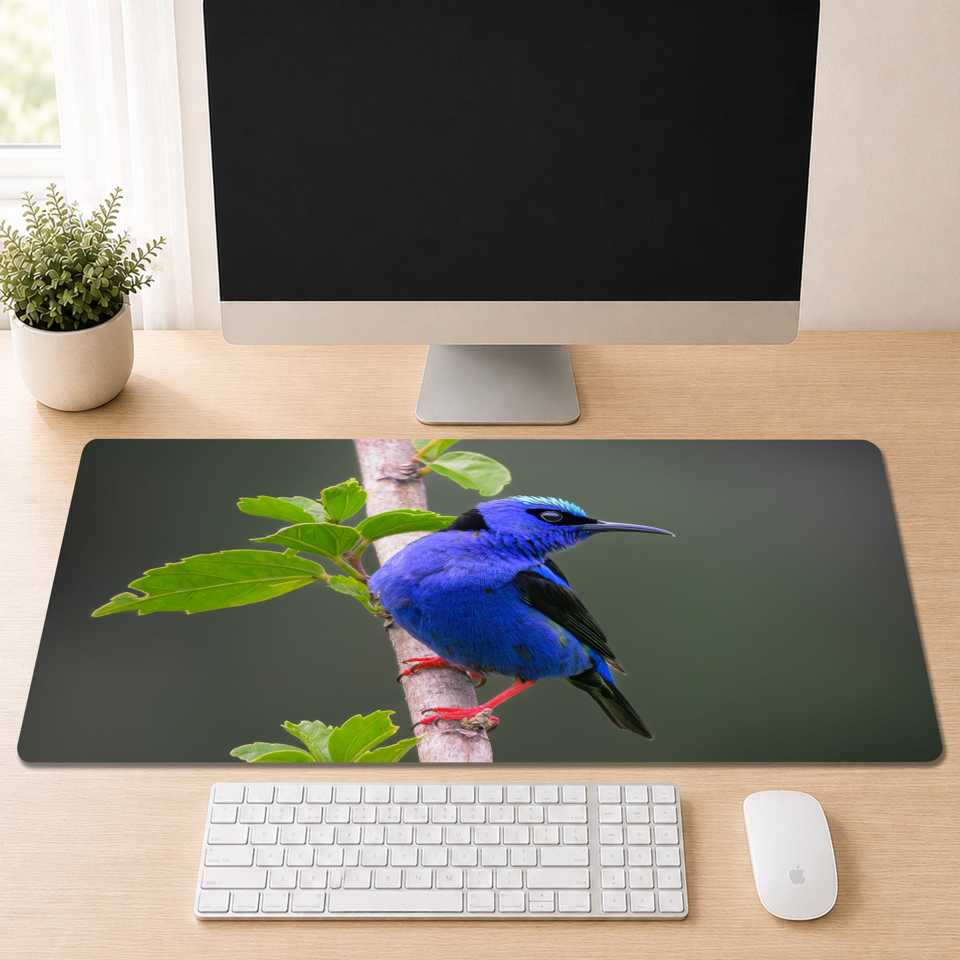 a computer monitor displaying a close-up of a blue bird perched on a branch, with a keyboard and mouse in front of it on a desk.