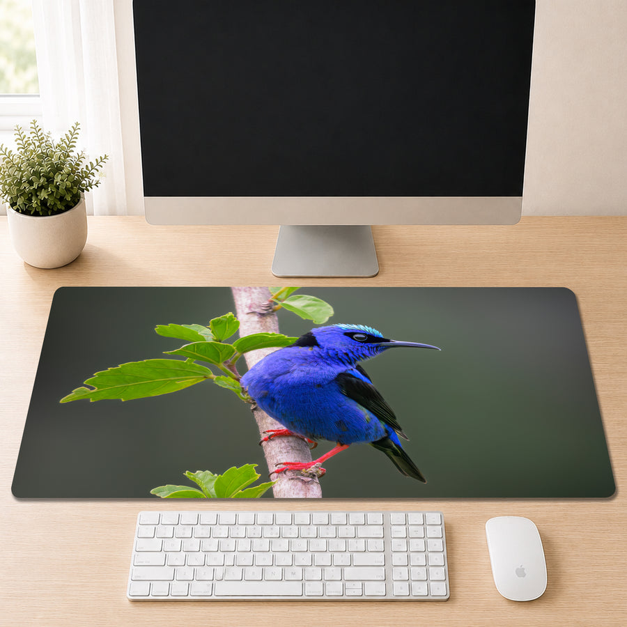 a computer monitor displaying a close-up of a blue bird perched on a branch, with a keyboard and mouse in front of it on a desk.