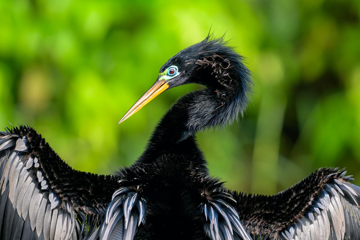 A close-up of a black bird with a long, curved beak and a black and white feathery body, set against a blurred green background.