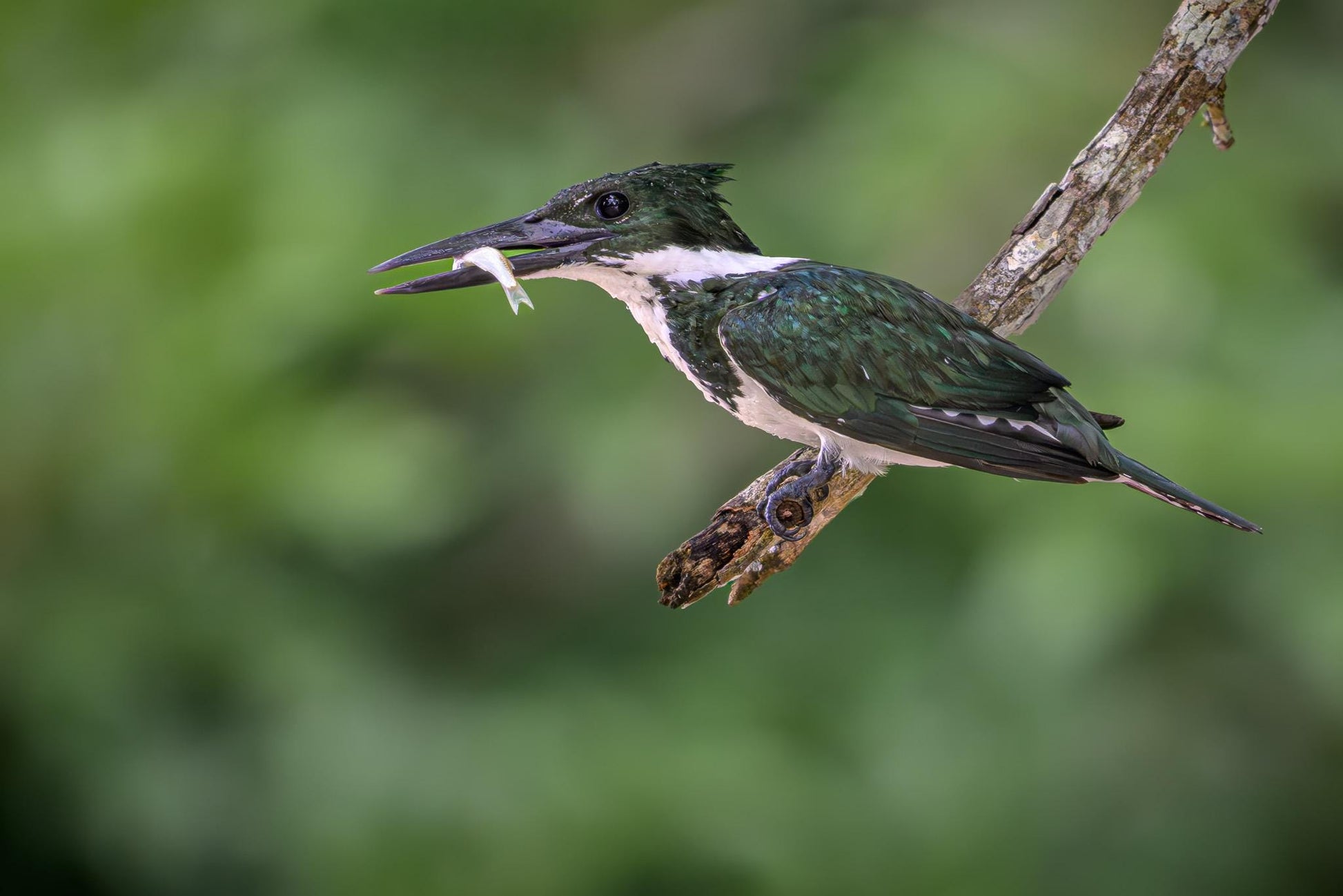 Amazon Kingfisher perched on a branch with a small fish in its bill, photographed along a Costa Rican river with a soft green rainforest background.