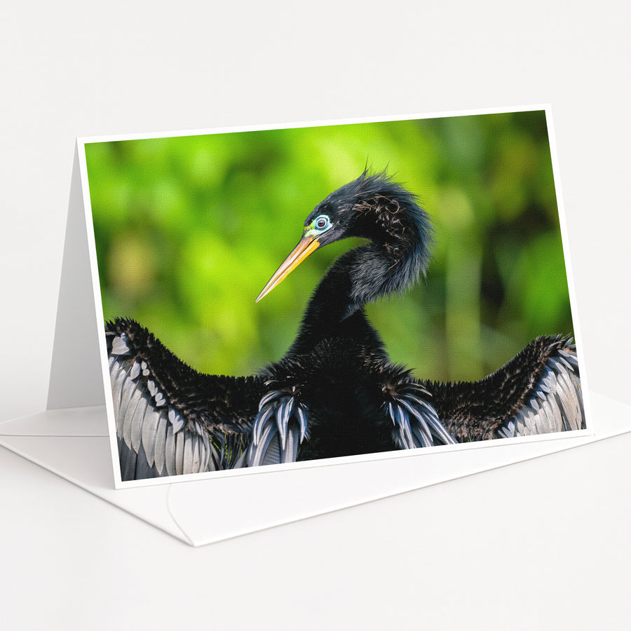 A close-up of a black bird with a long beak and white and gray feathers, set against a blurred green background.