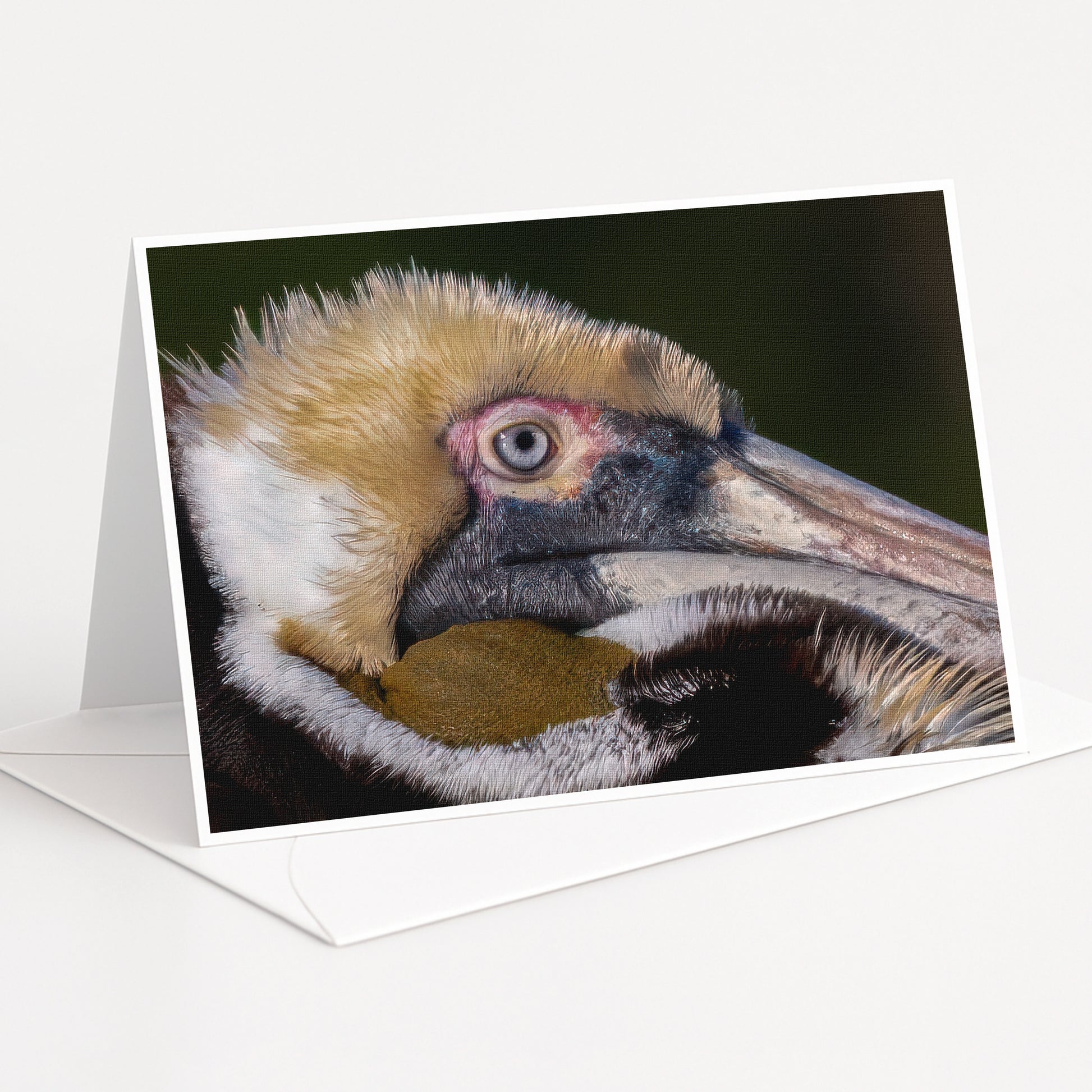 A close-up of a pelican's head, with its distinctive beak and eye clearly visible.