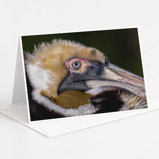 A close-up of a pelican's head, with its distinctive beak and eye clearly visible.