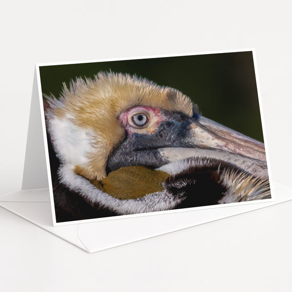 A close-up of a pelican's head, with its distinctive beak and eye clearly visible.