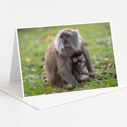 A mother monkey and her baby resting together in a grassy area.