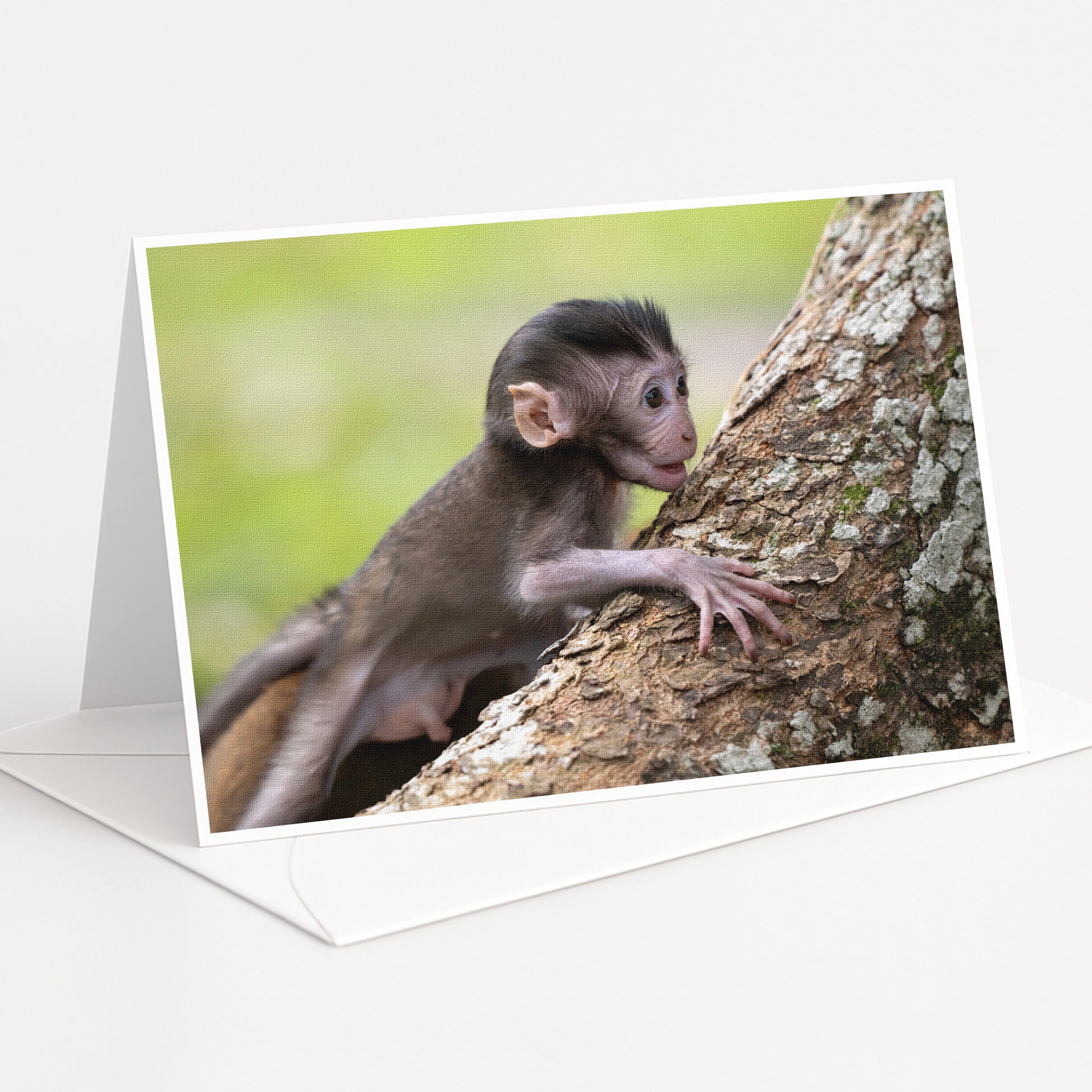 A young monkey is climbing up a tree, gripping the bark with its hands.