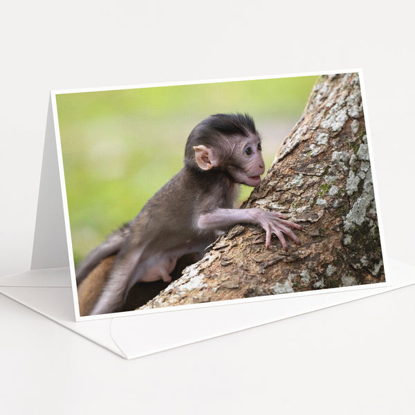 A young monkey is climbing up a tree, gripping the bark with its hands.