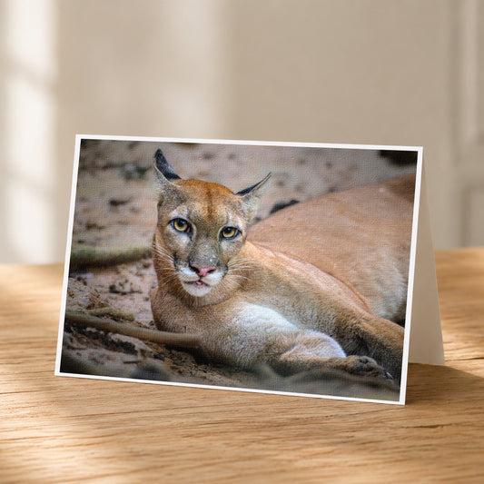 A close-up photograph of a cougar, a large feline species, resting on the ground with its head tilted slightly to the left.