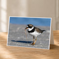 A small bird with a black and white body and orange beak is standing on a sandy surface, holding a small stick in its beak.