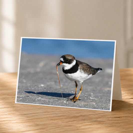 A small bird with a black and white body and orange beak is standing on a sandy surface, holding a small stick in its beak.