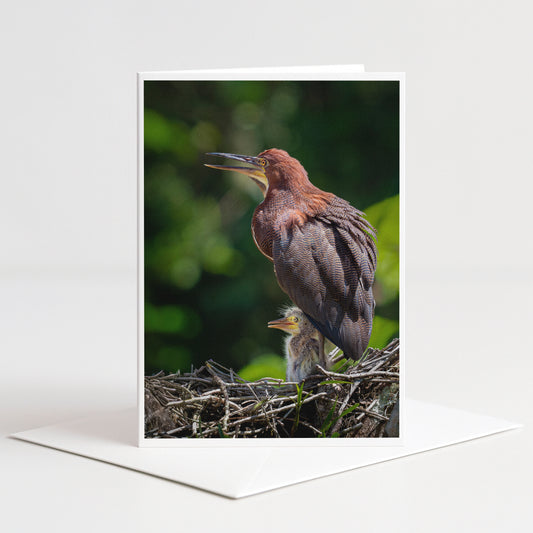 A mother bird with her baby bird perched on a nest in a natural setting.