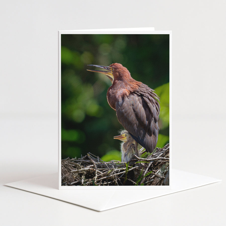 A mother bird with her baby bird perched on a nest in a natural setting.