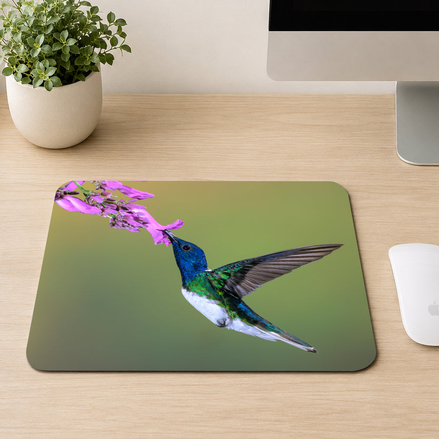 White-necked Jacobin hummingbird in flight feeding from purple flowers on a mouse pad