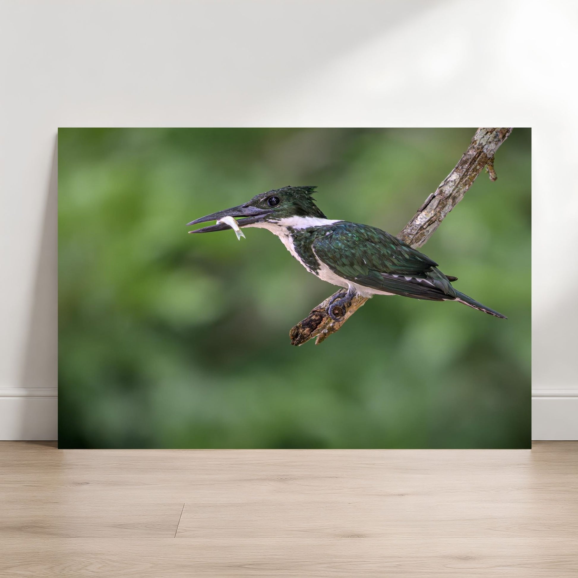 Amazon kingfisher perched on a branch with a small fish in its beak against a soft green blurred rainforest background