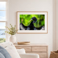 Framed Anhinga breeding plumage photography print displayed in a bright coastal room above a light wood dresser.