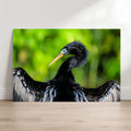 Anhinga breeding plumage fine art photography print leaning against a wall, showing a black waterbird with wings spread.
