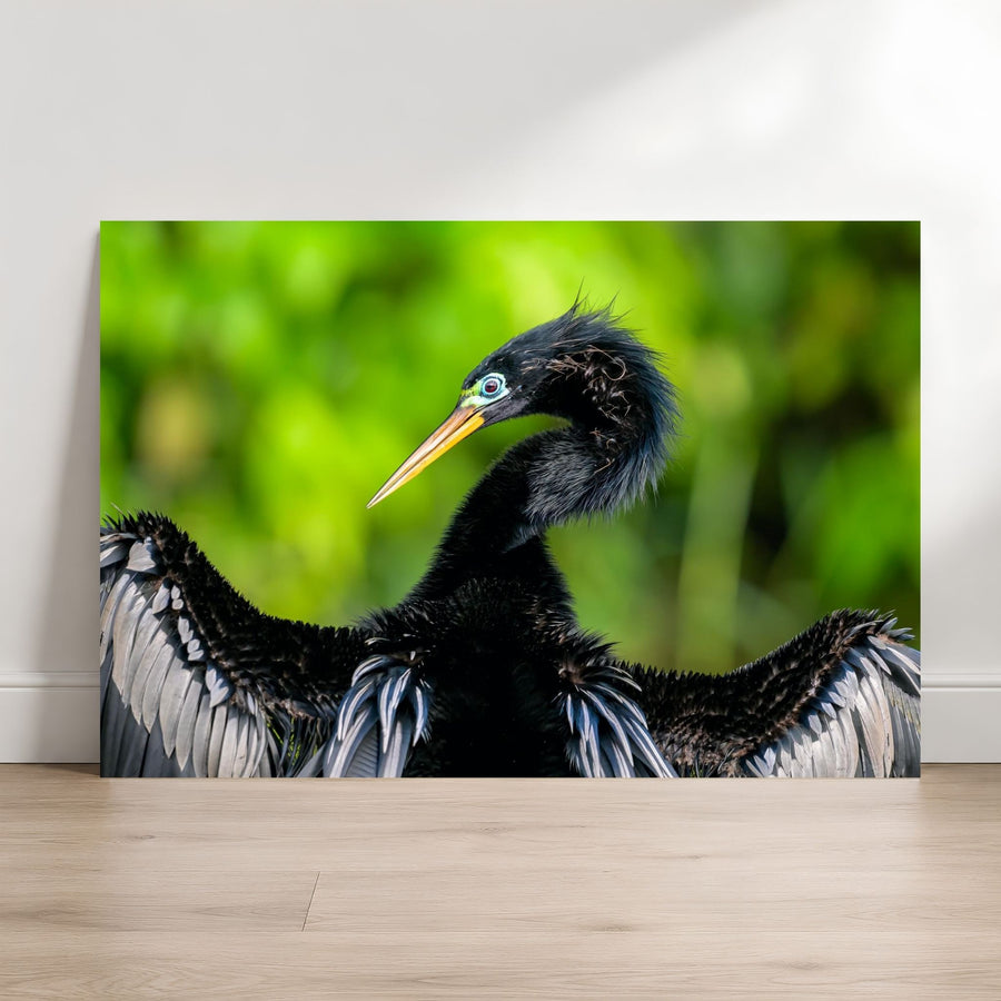 Anhinga breeding plumage fine art photography print leaning against a wall, showing a black waterbird with wings spread.