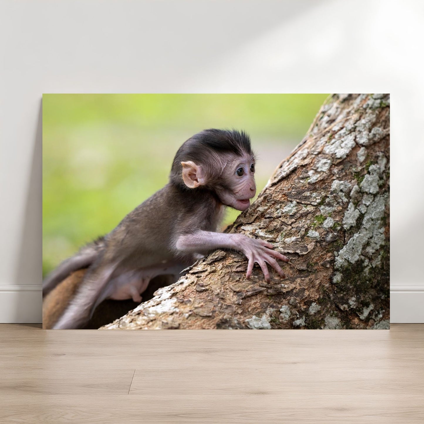 Baby Long-tailed Macaque fine art print framed above crib in sage green nursery, Singapore wildlife photography for nursery wall art