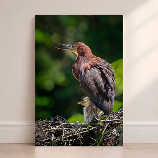 Bare-throated tiger-heron standing over its chick in a nest, surrounded by green rainforest background and natural sunlight