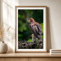 Framed vertical bare-throated tiger-heron and chick photography print in a natural wood frame with white mat, displayed on a light wood console with neutral decor