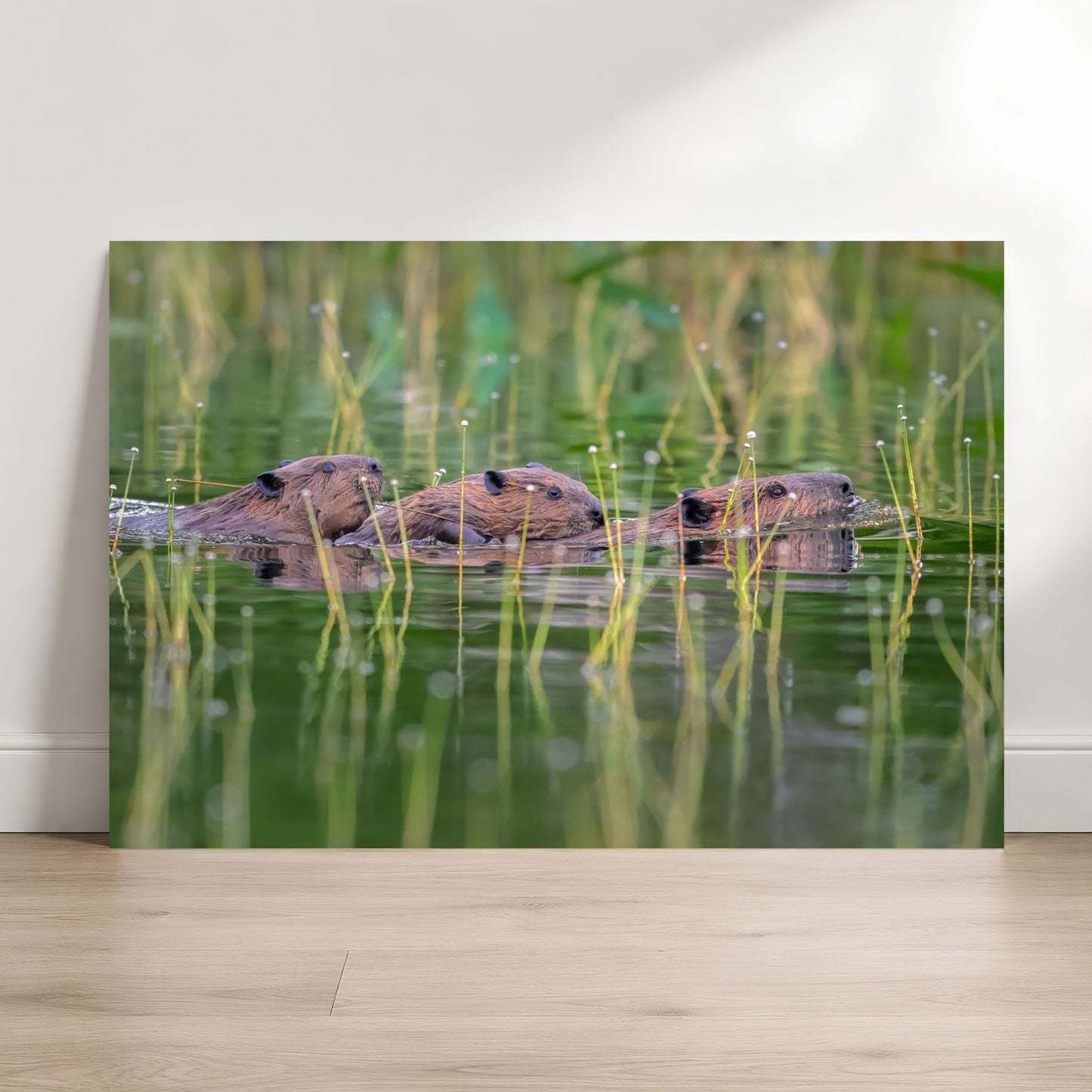 Beaver family fine art photography print leaning against a white wall on a light wood floor