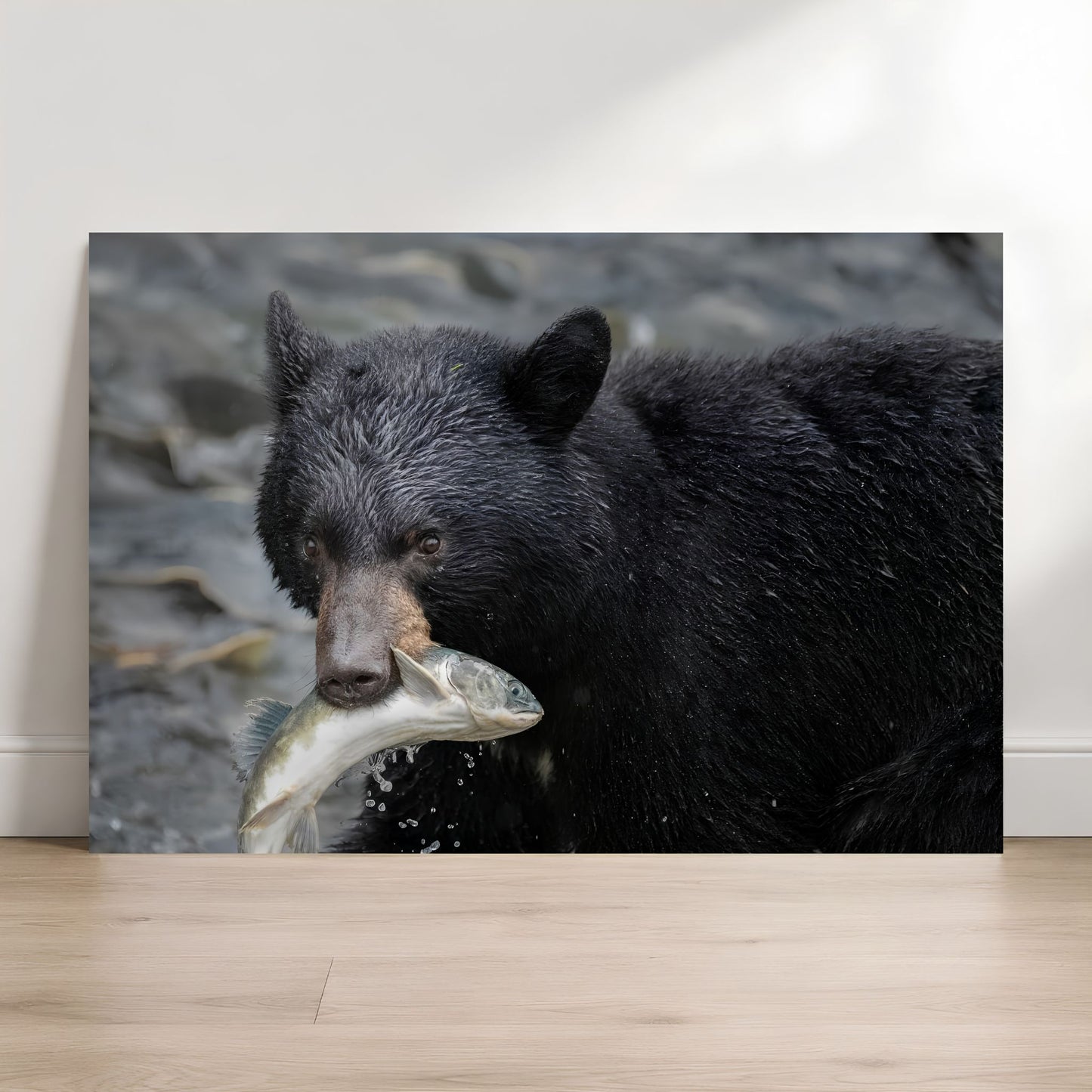 Black bear holding a fish in its mouth with a natural background