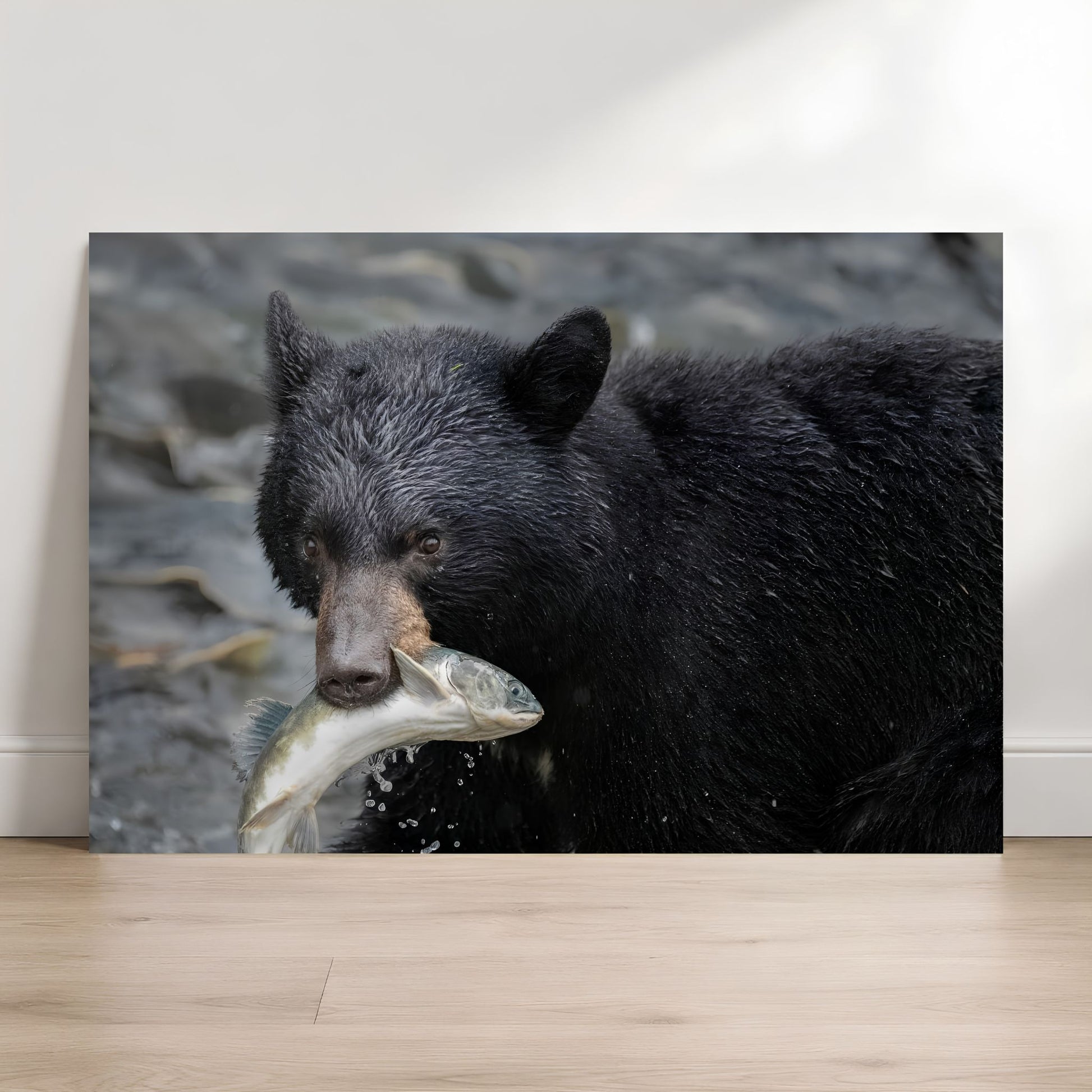 Black bear holding a fish in its mouth with a natural background