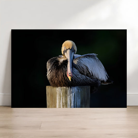 Large framed photograph of a pelican on a dark background