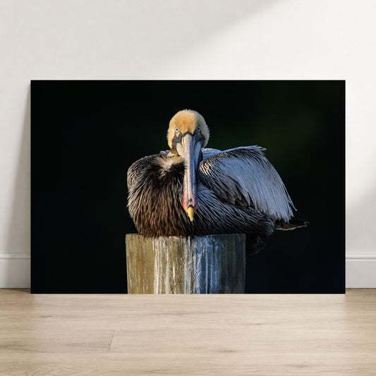 Pelican on a wooden post with a black background