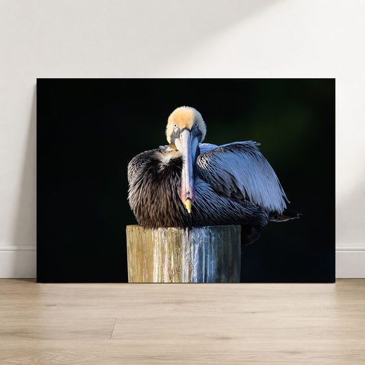 Brown Pelican on Post